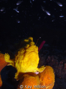 Long Lure Frogfish angling for a snack. by Kay Wilson 